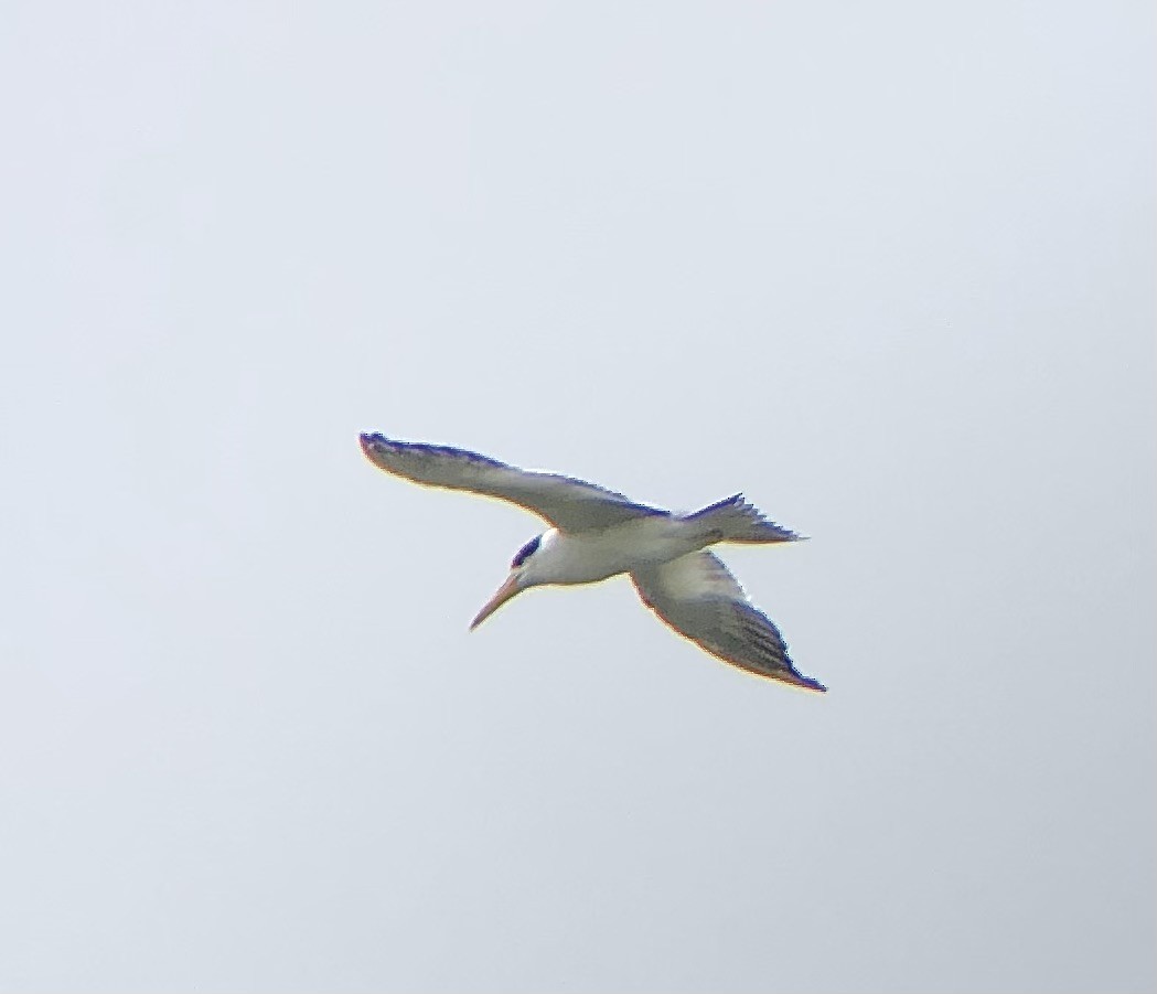 Large-billed Tern - ML621796175