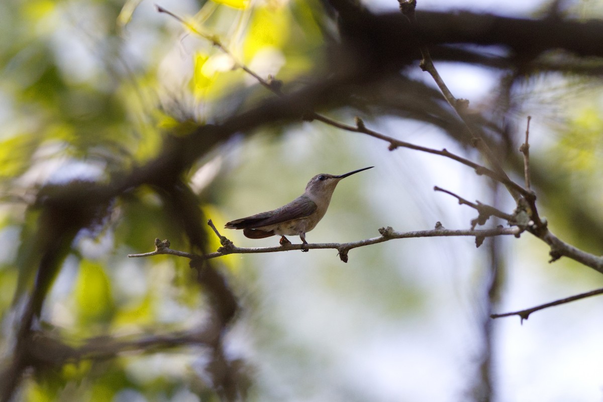 Ruby-throated Hummingbird - ML621796176