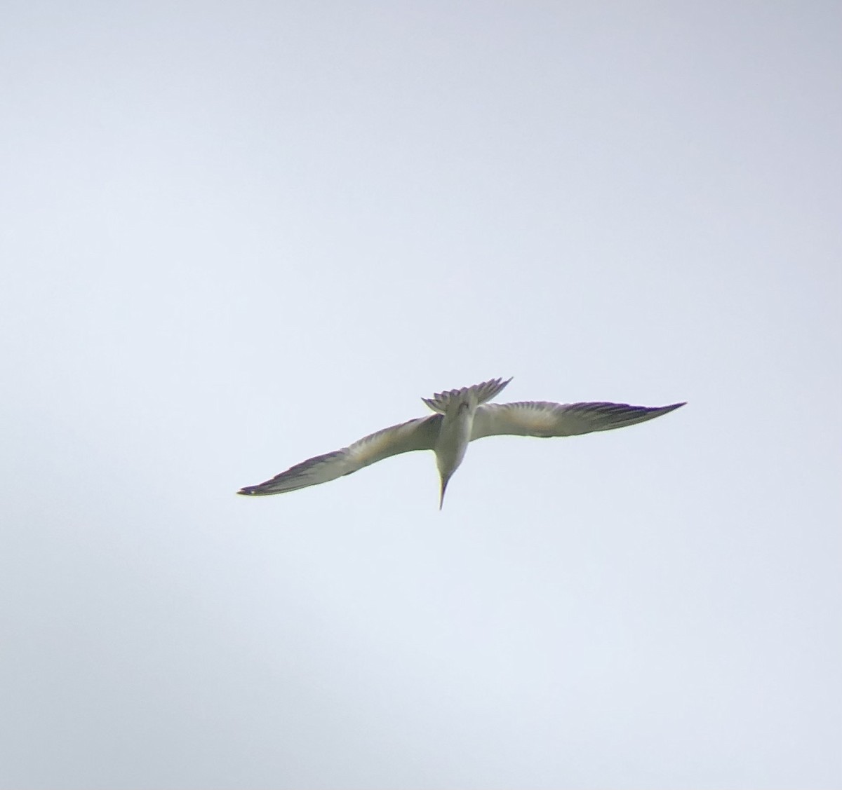 Large-billed Tern - ML621796181