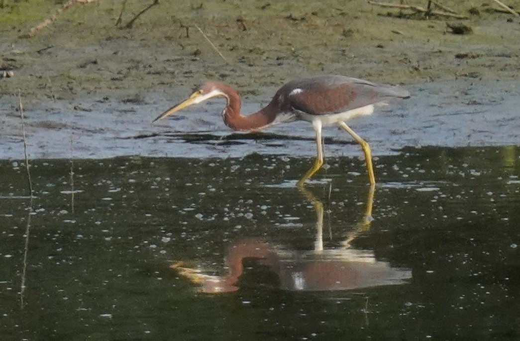 Tricolored Heron - ML621796185