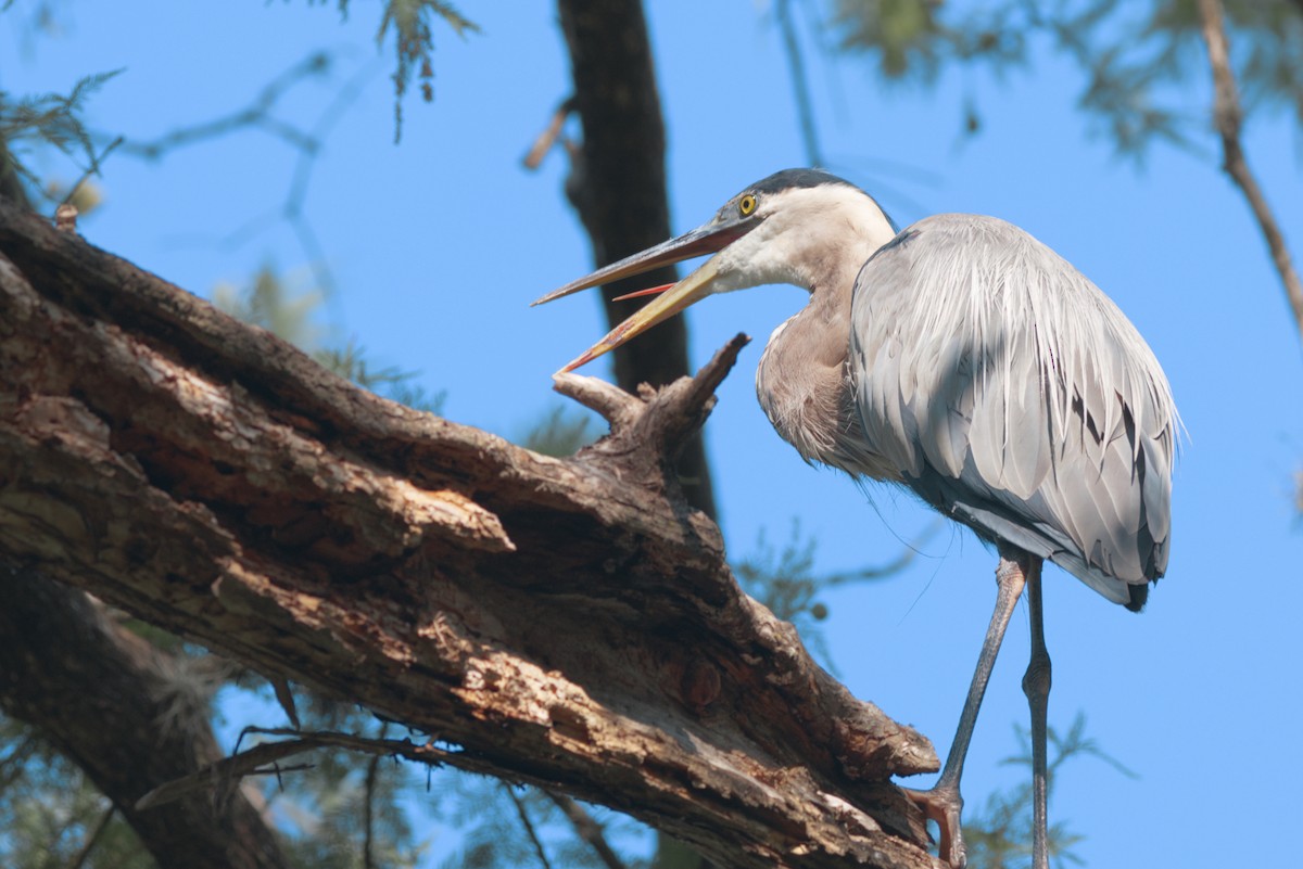 Great Blue Heron - ML621796190