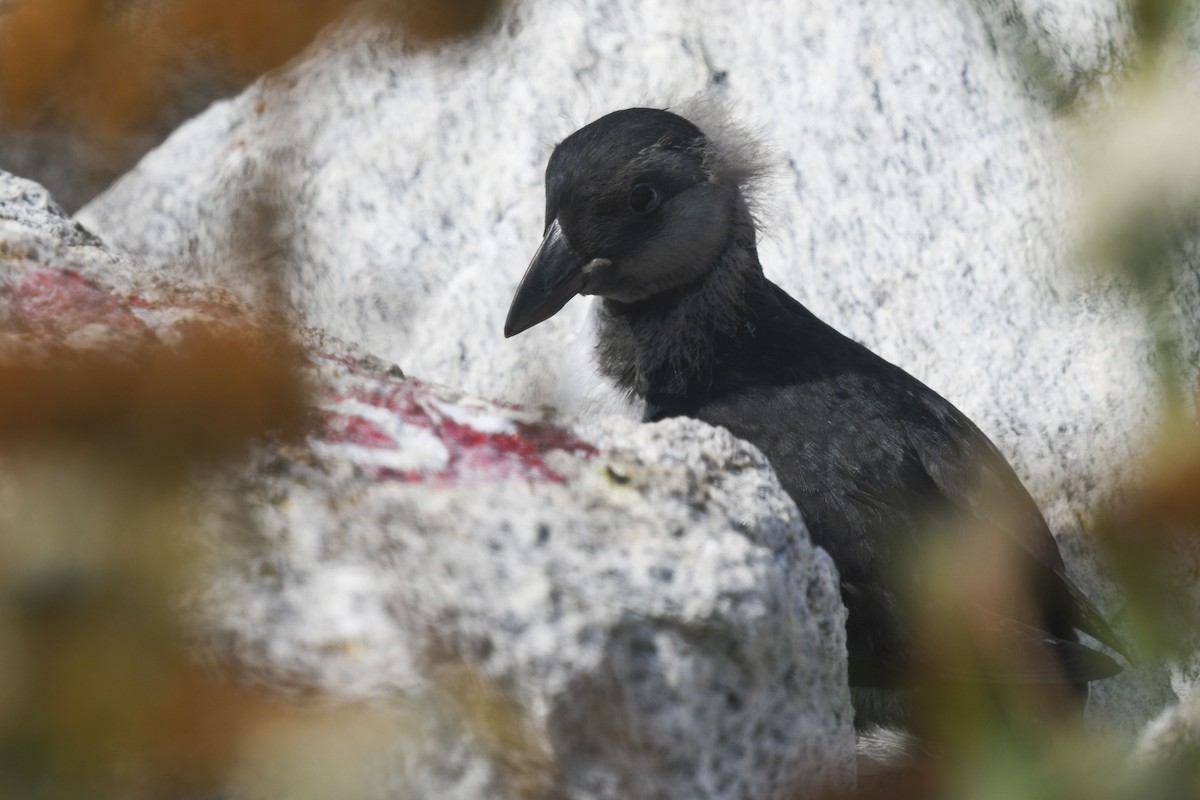Atlantic Puffin - ML621796222