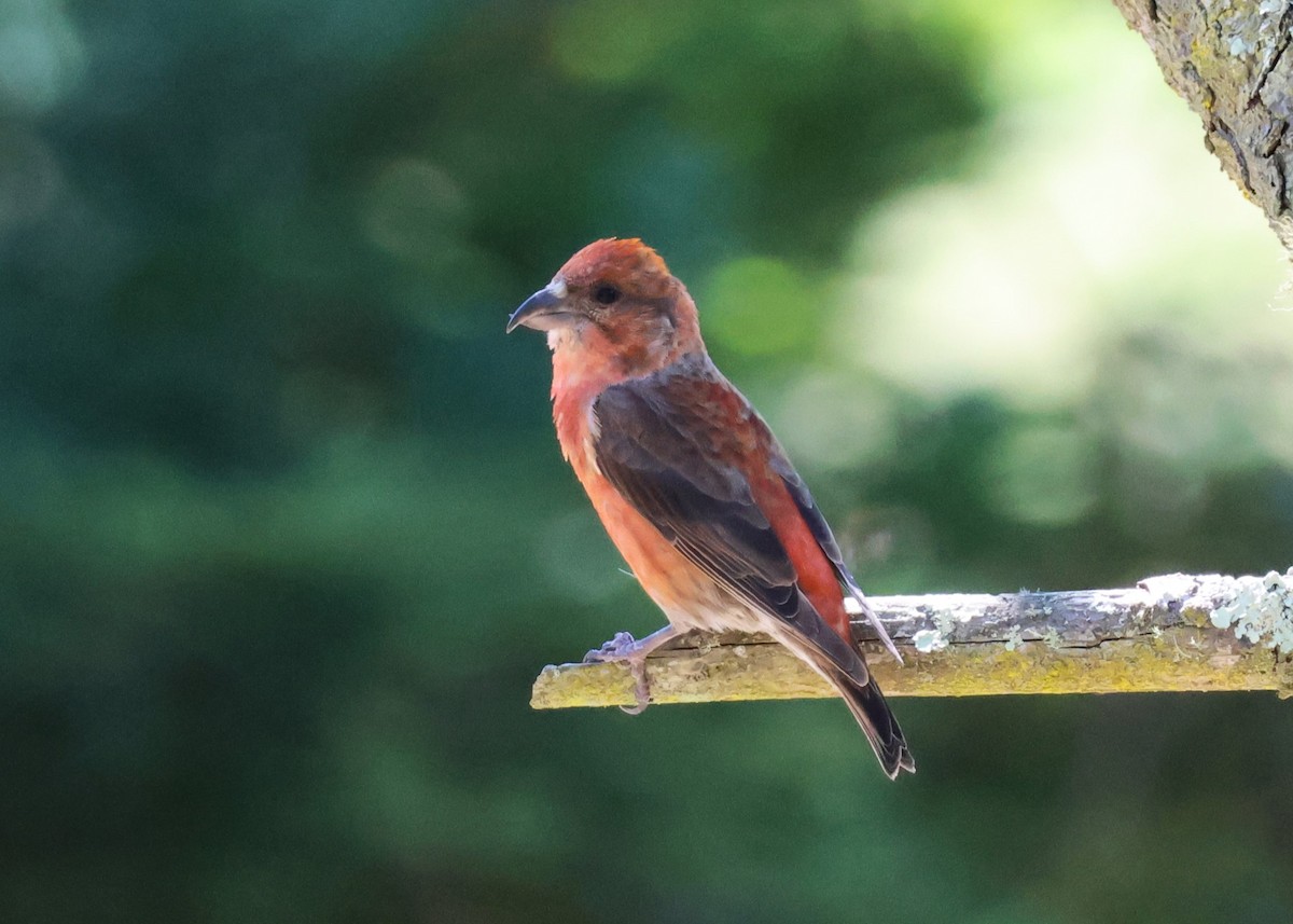 Red Crossbill - ML621796260