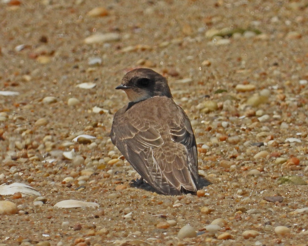 Bank Swallow - ML621796276