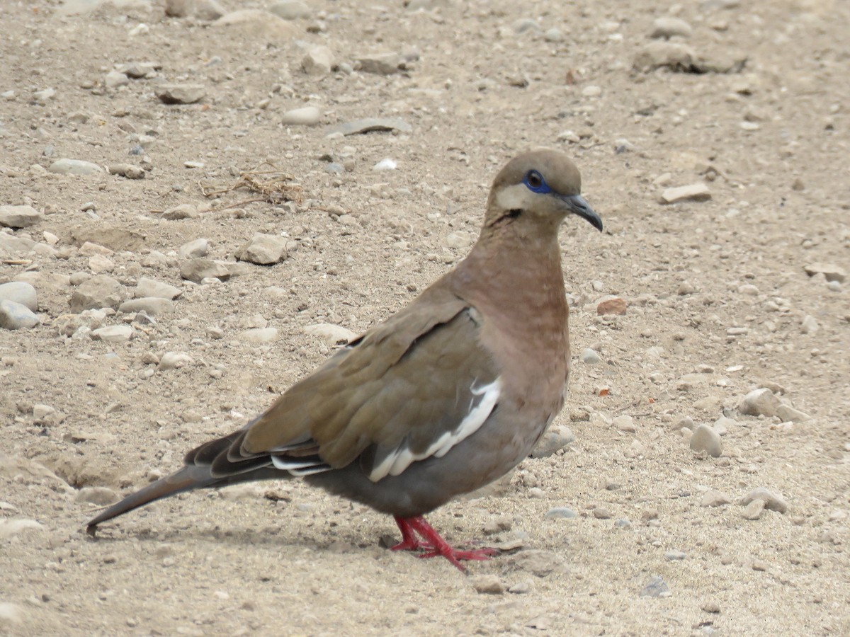 West Peruvian Dove - Marcelo  Zanotti