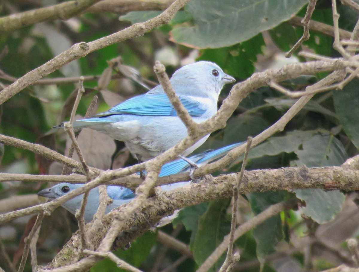 Blue-gray Tanager - Marcelo  Zanotti