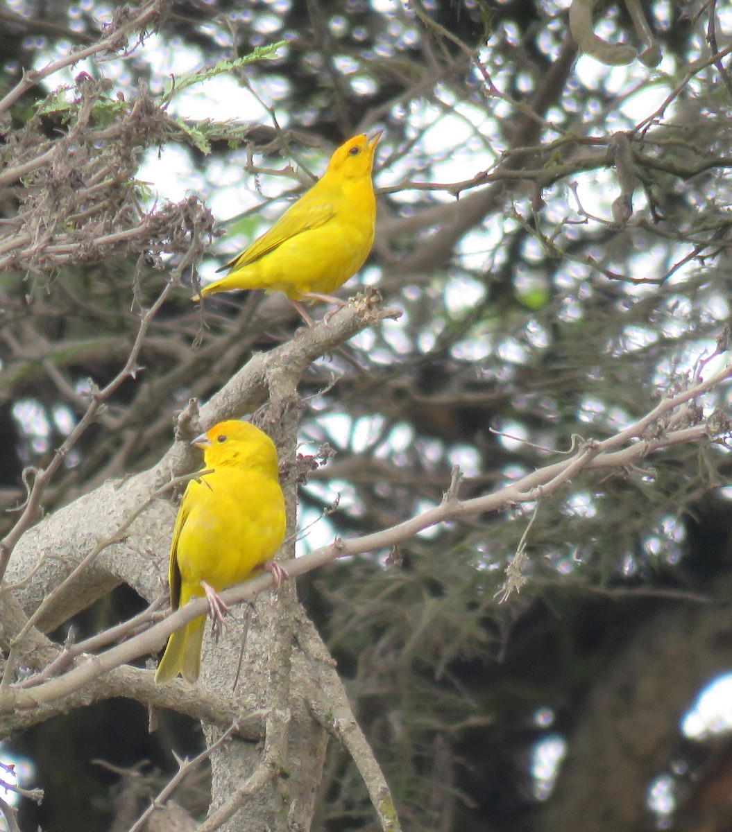 Saffron Finch - Marcelo  Zanotti