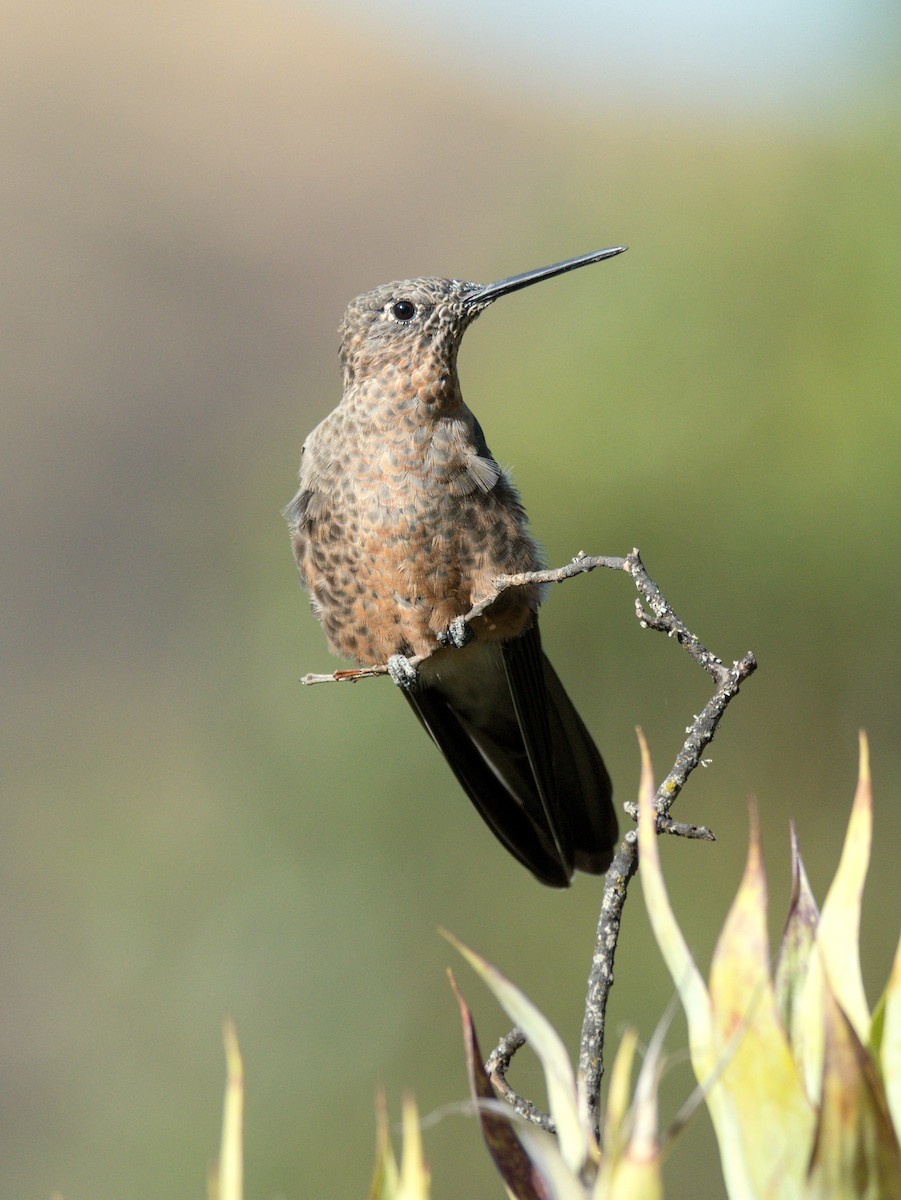 Giant Hummingbird - Jaime Valenzuela Trujillo