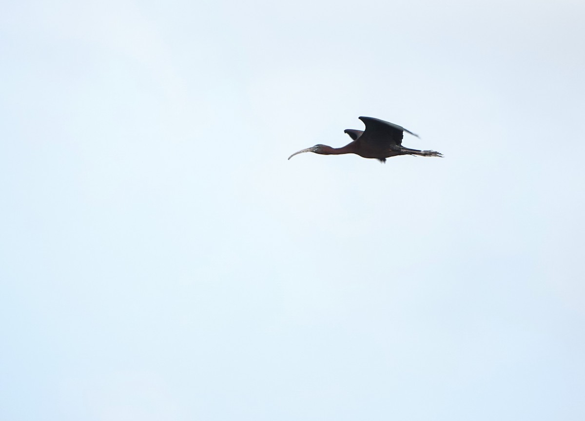 Glossy Ibis - ML621796352