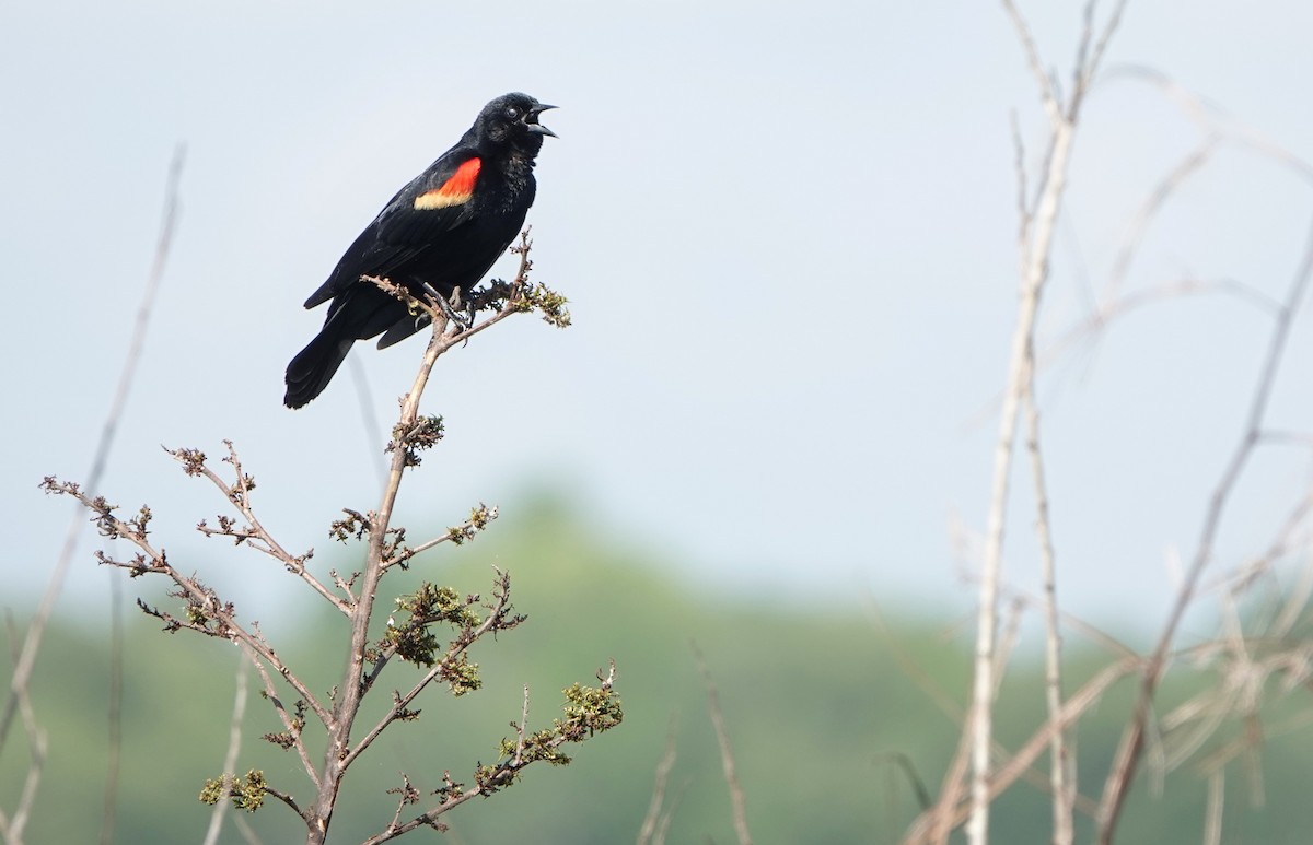 Red-winged Blackbird - ML621796360