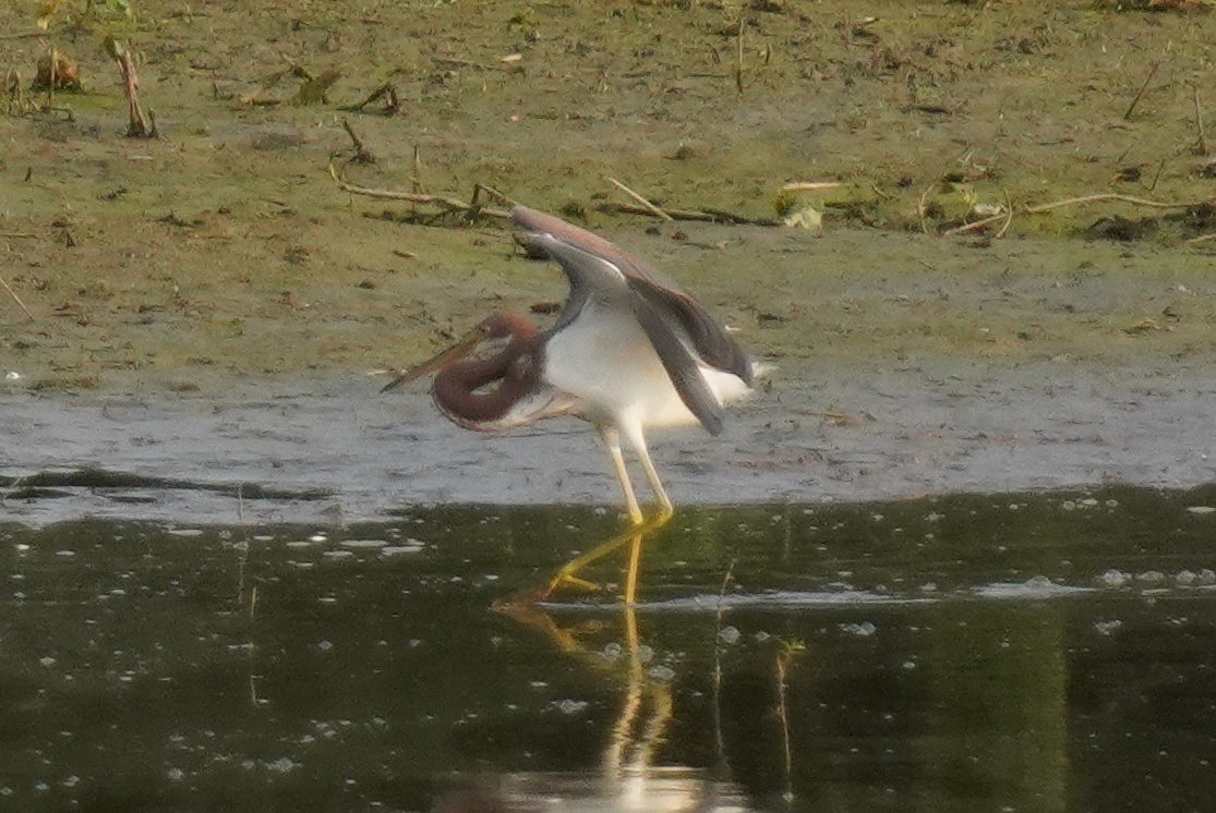 Tricolored Heron - Dennis Mersky