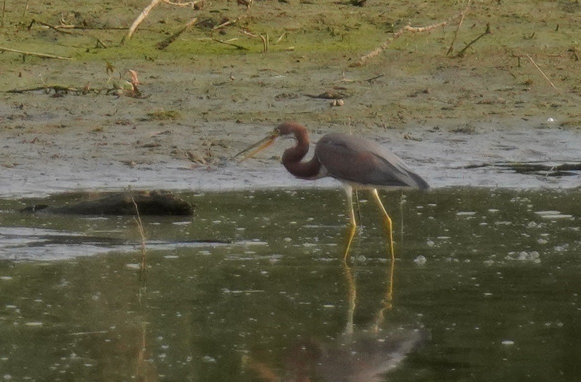 Tricolored Heron - ML621796396