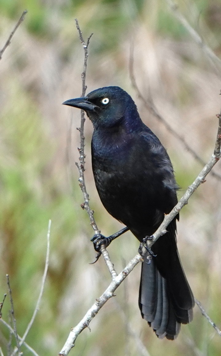 Common Grackle - ML621796401