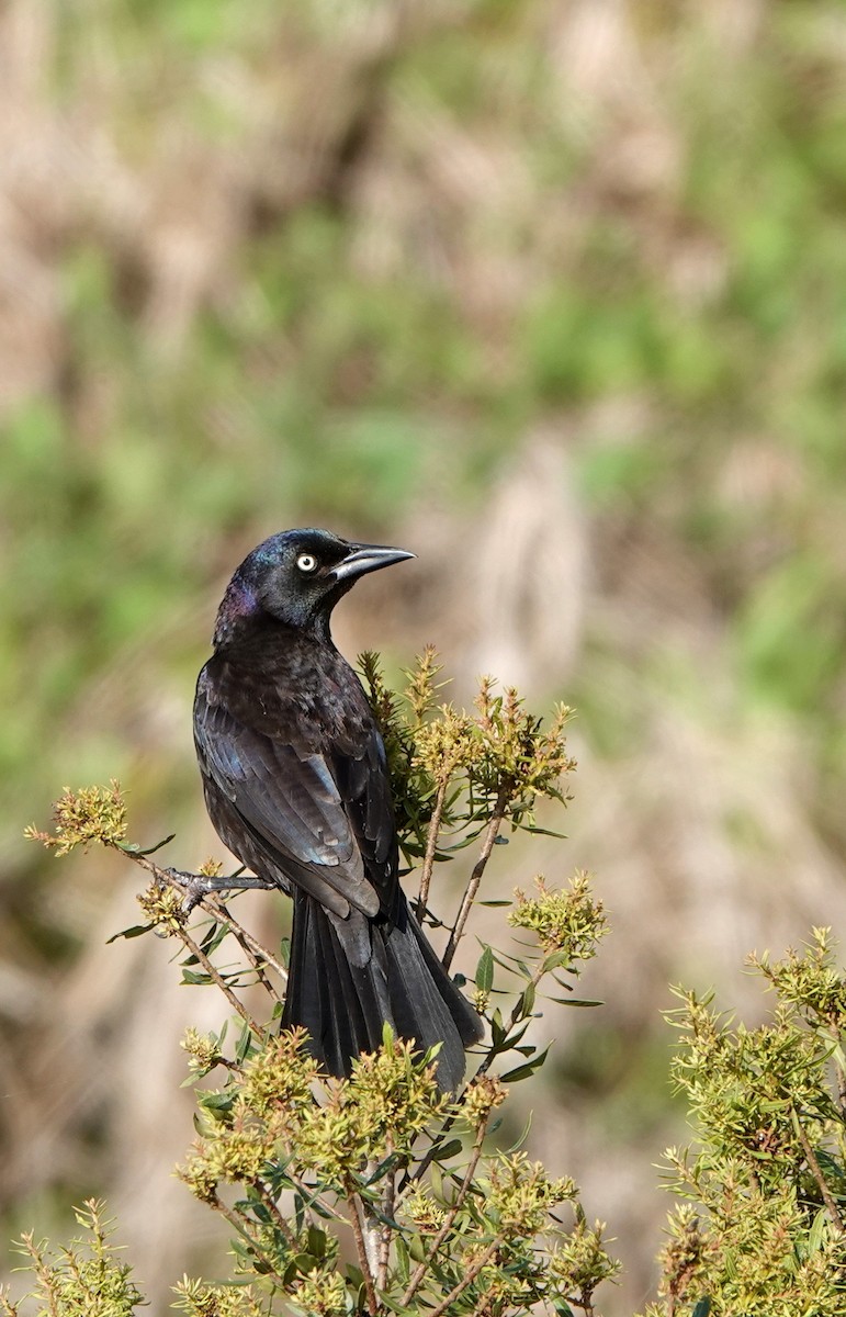 Common Grackle - ML621796402