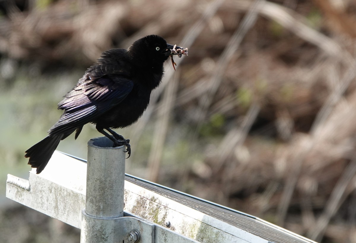 Common Grackle - ML621796403