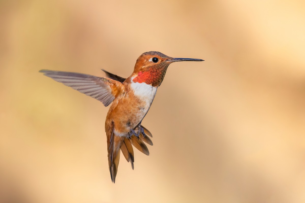 Rufous Hummingbird - ML621796454