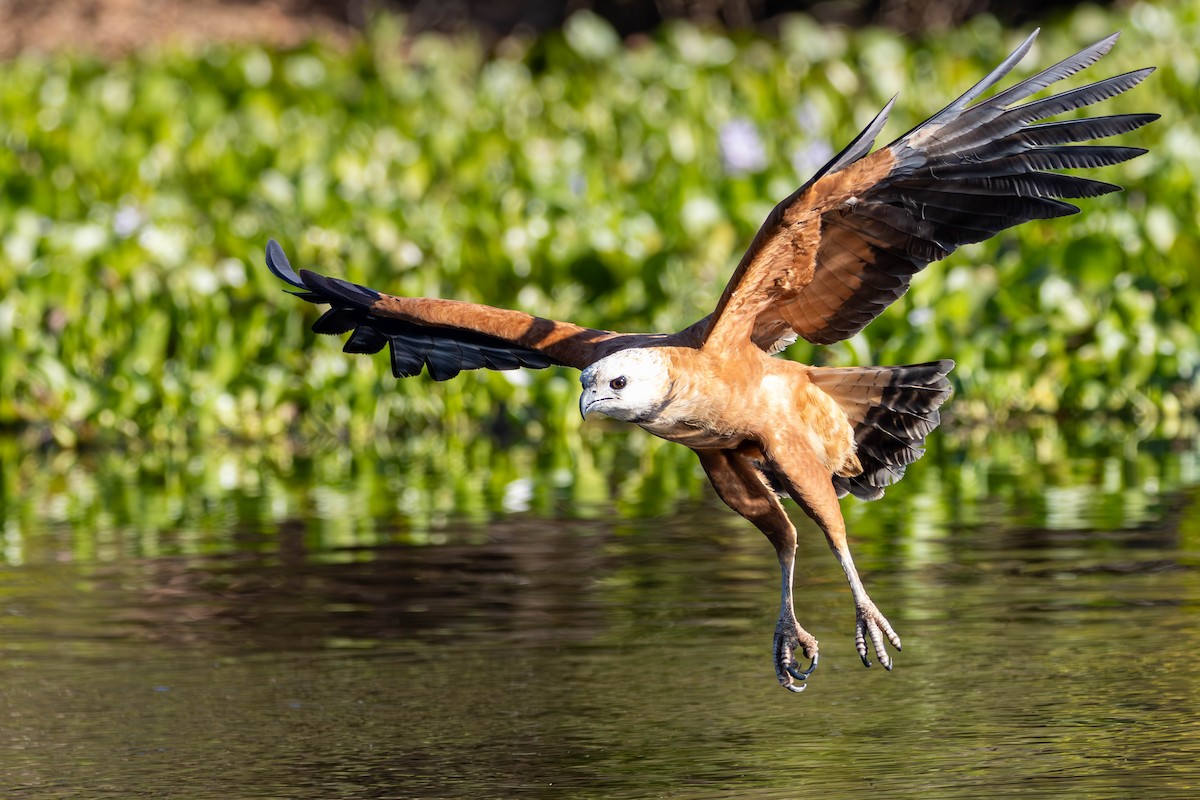 Black-collared Hawk - ML621796481