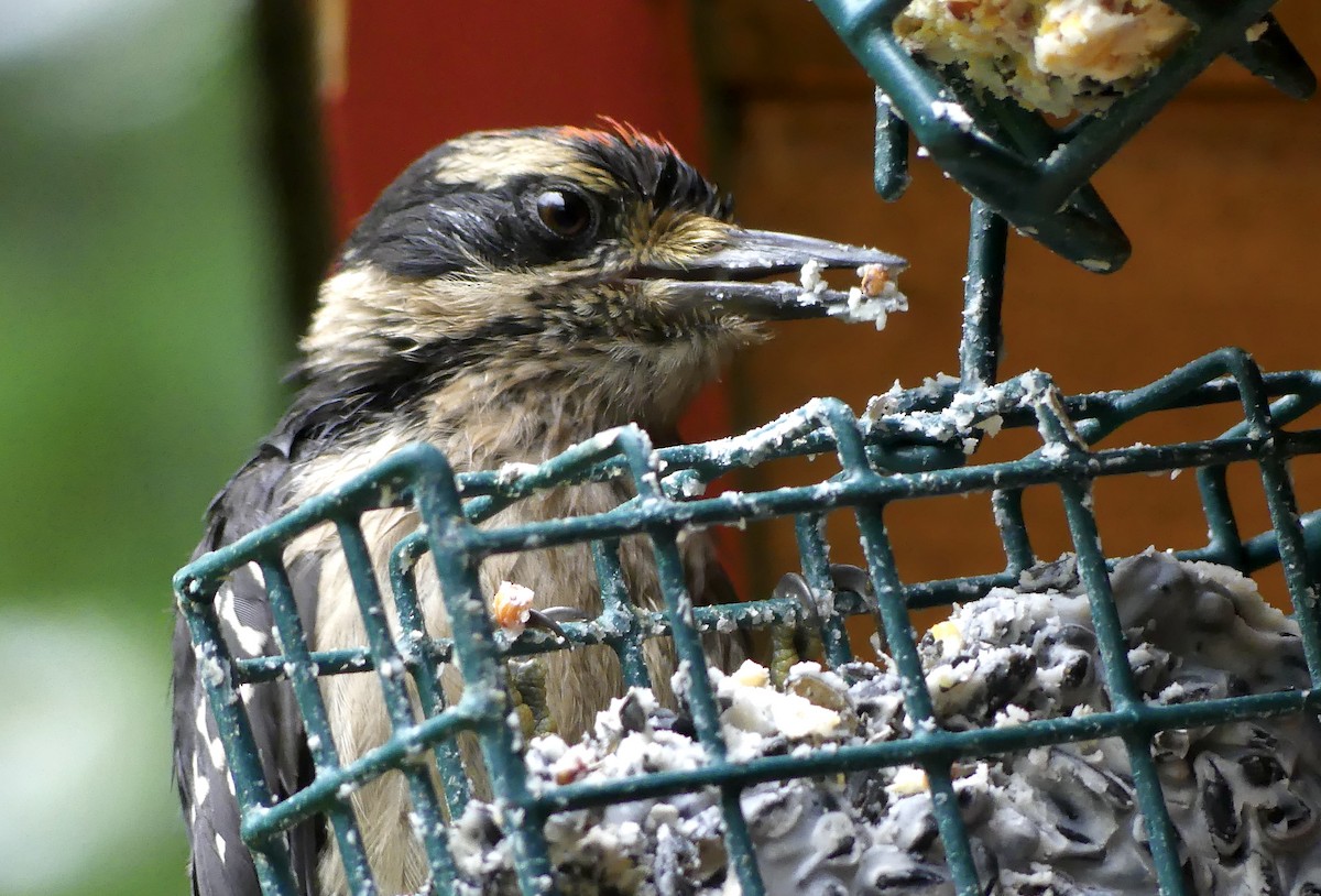 Hairy Woodpecker - ML621796505