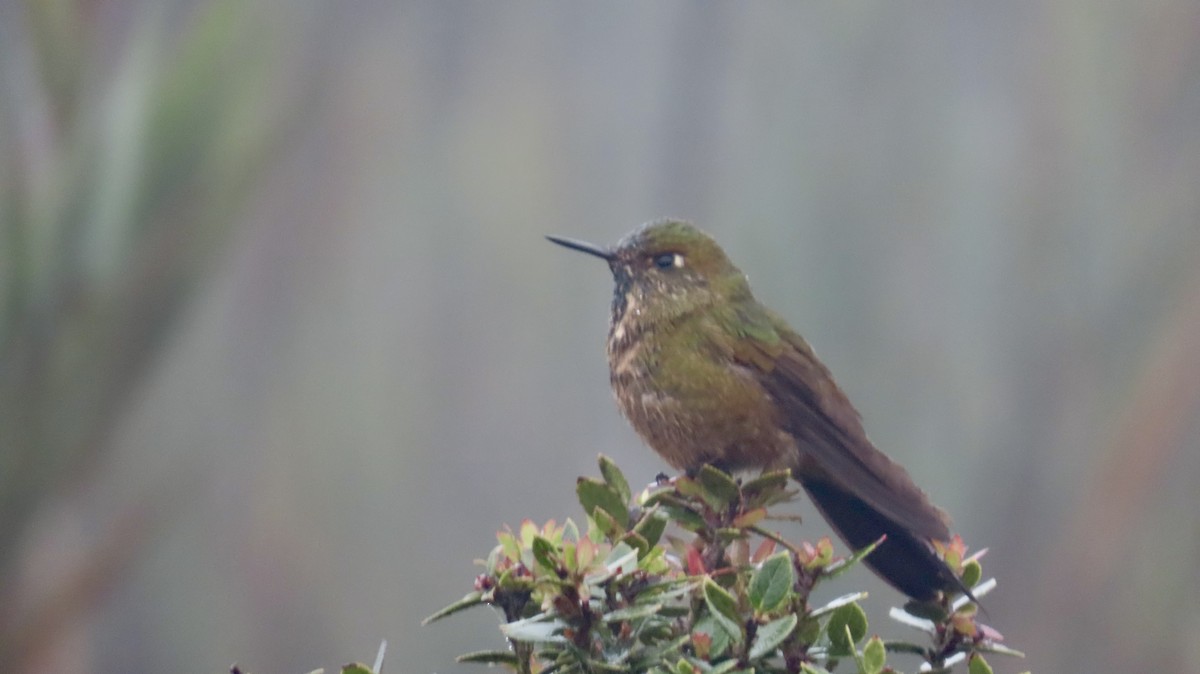 Bronze-tailed Thornbill - ML621796655