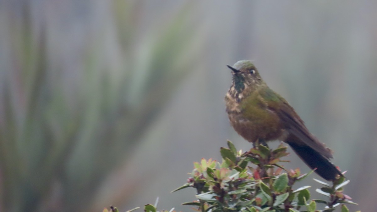 Bronze-tailed Thornbill - ML621796659