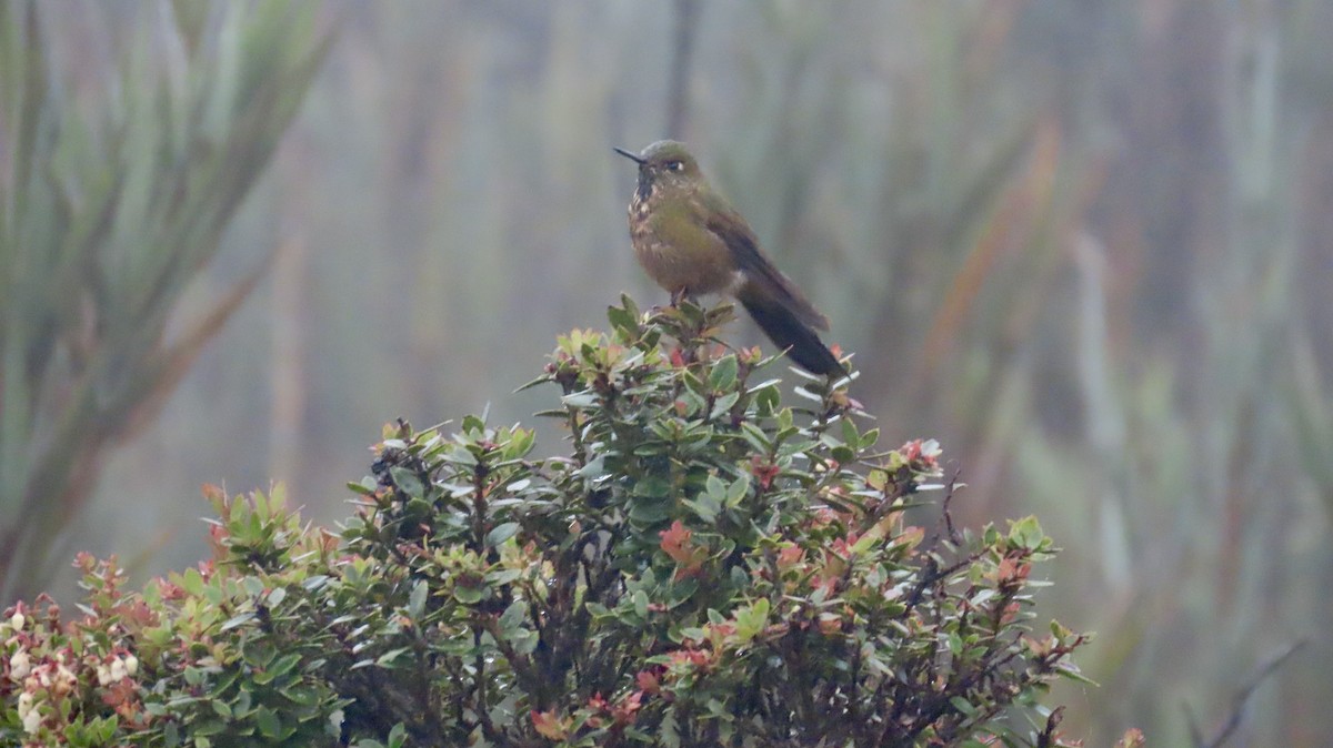 Bronze-tailed Thornbill - ML621796661