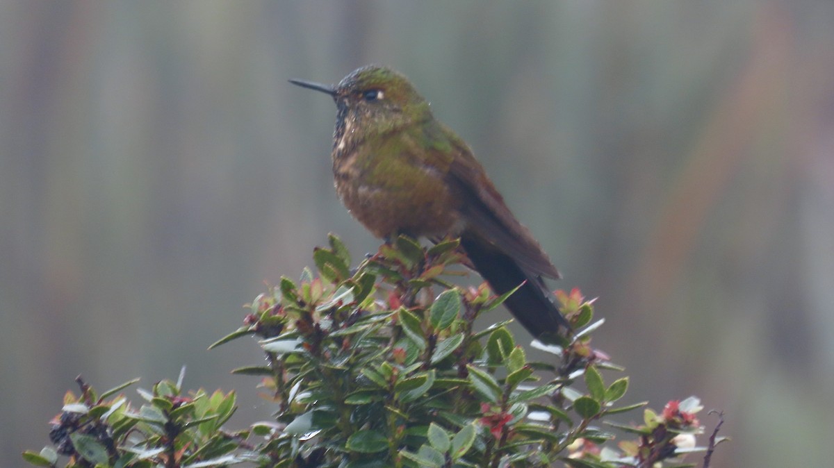 Bronze-tailed Thornbill - ML621796685