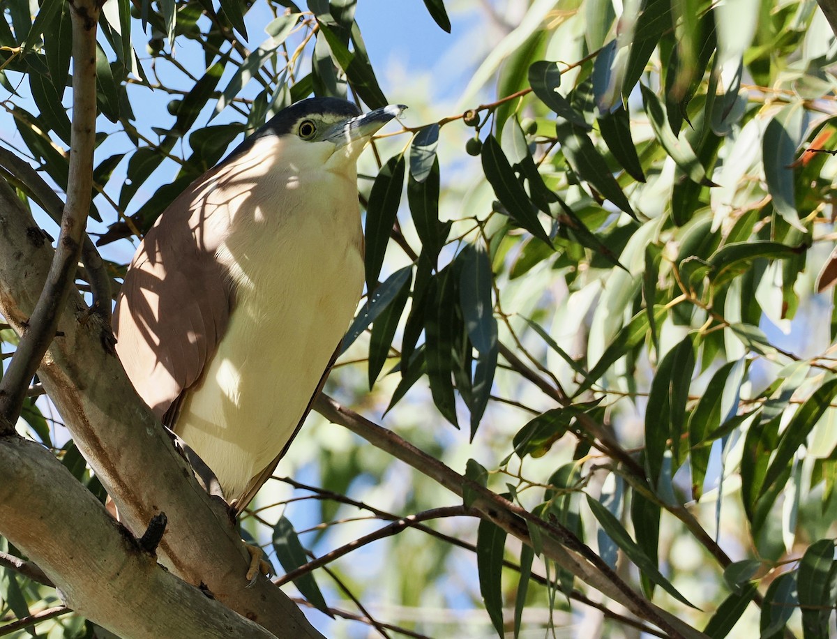 Nankeen Night Heron - ML621796716