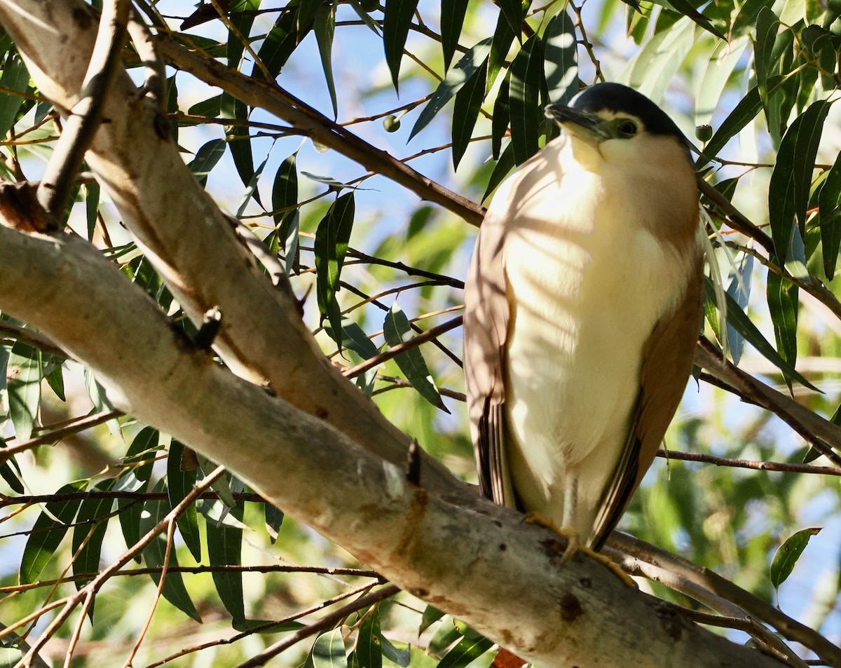 Nankeen Night Heron - ML621796717