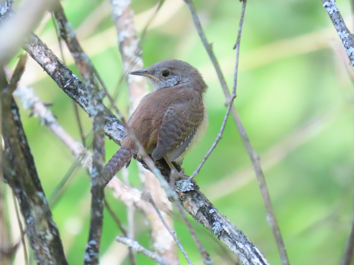 House Wren - ML621796727