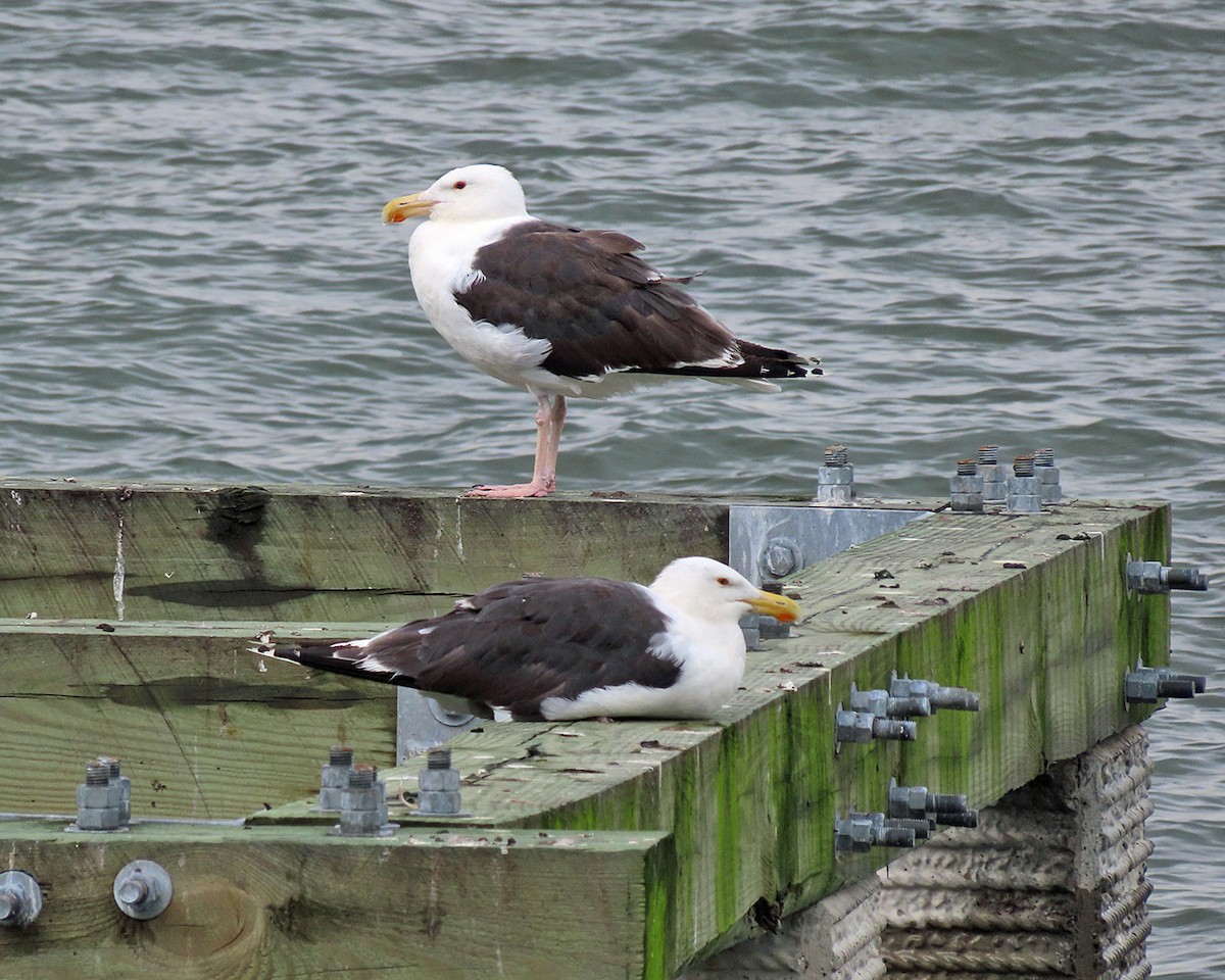 Great Black-backed Gull - ML621796728