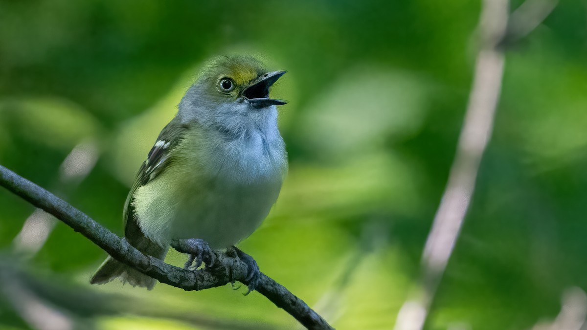 White-eyed Vireo - ML621796798