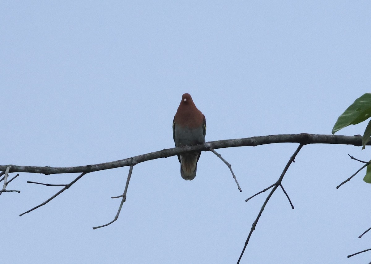 Cinnamon-headed Green-Pigeon - Donald Wellmann