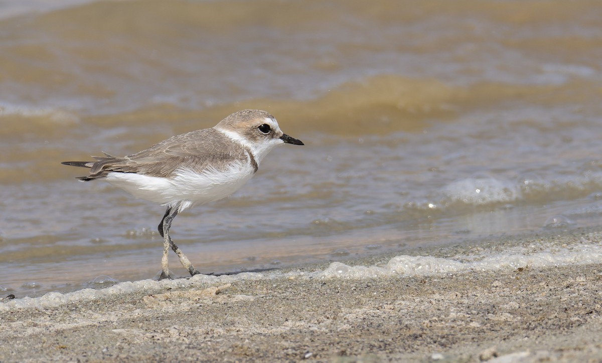 Kentish Plover (Kentish) - ML621796828