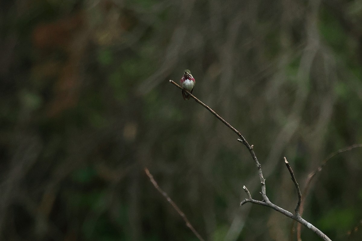 Calliope Hummingbird - ML621796860