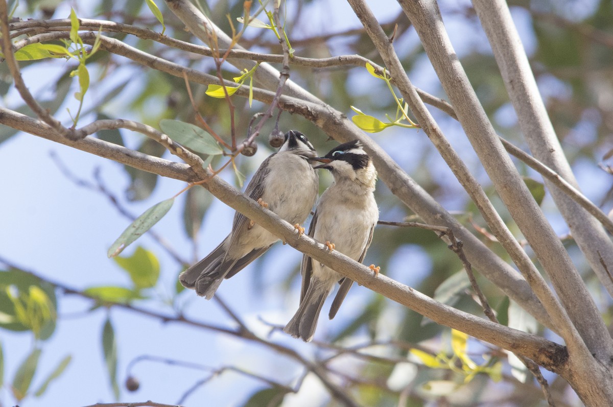 Black-chinned Honeyeater (Black-chinned) - ML621796866