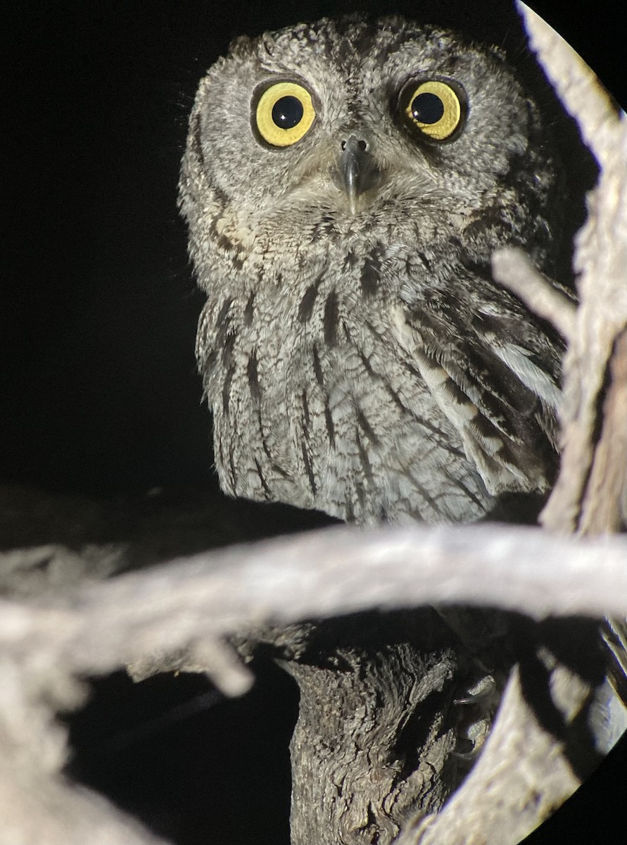 Western Screech-Owl - ML621796867