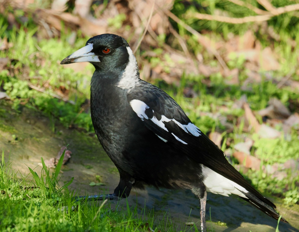 Australian Magpie (Western) - ML621796899