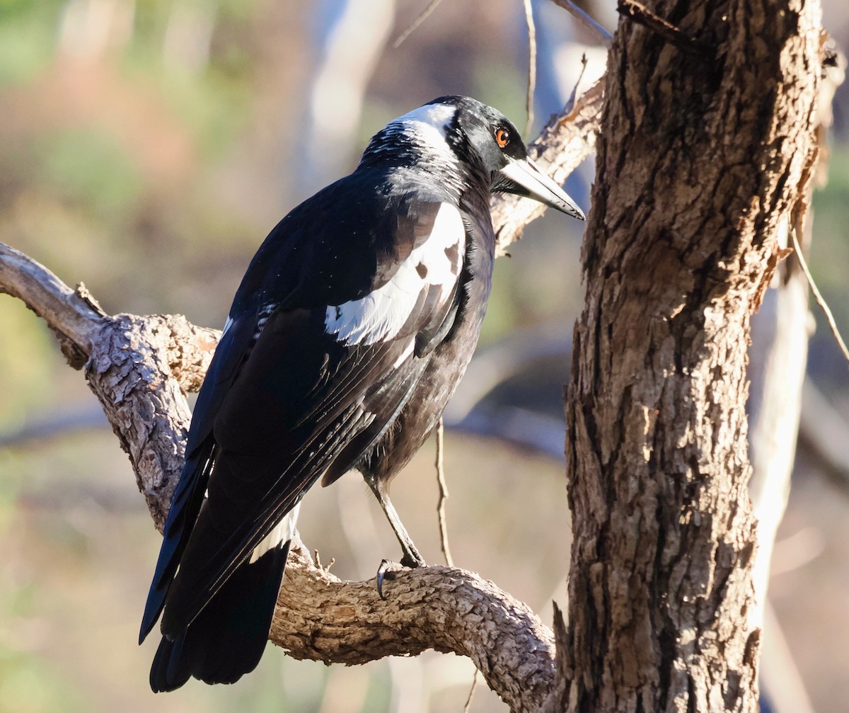 Australian Magpie (Western) - Ken Glasson