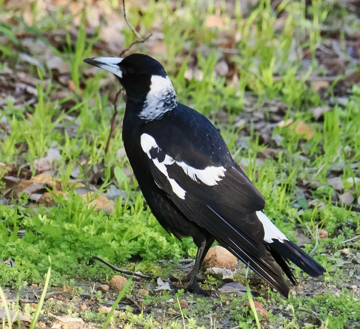 Australian Magpie (Western) - ML621796901