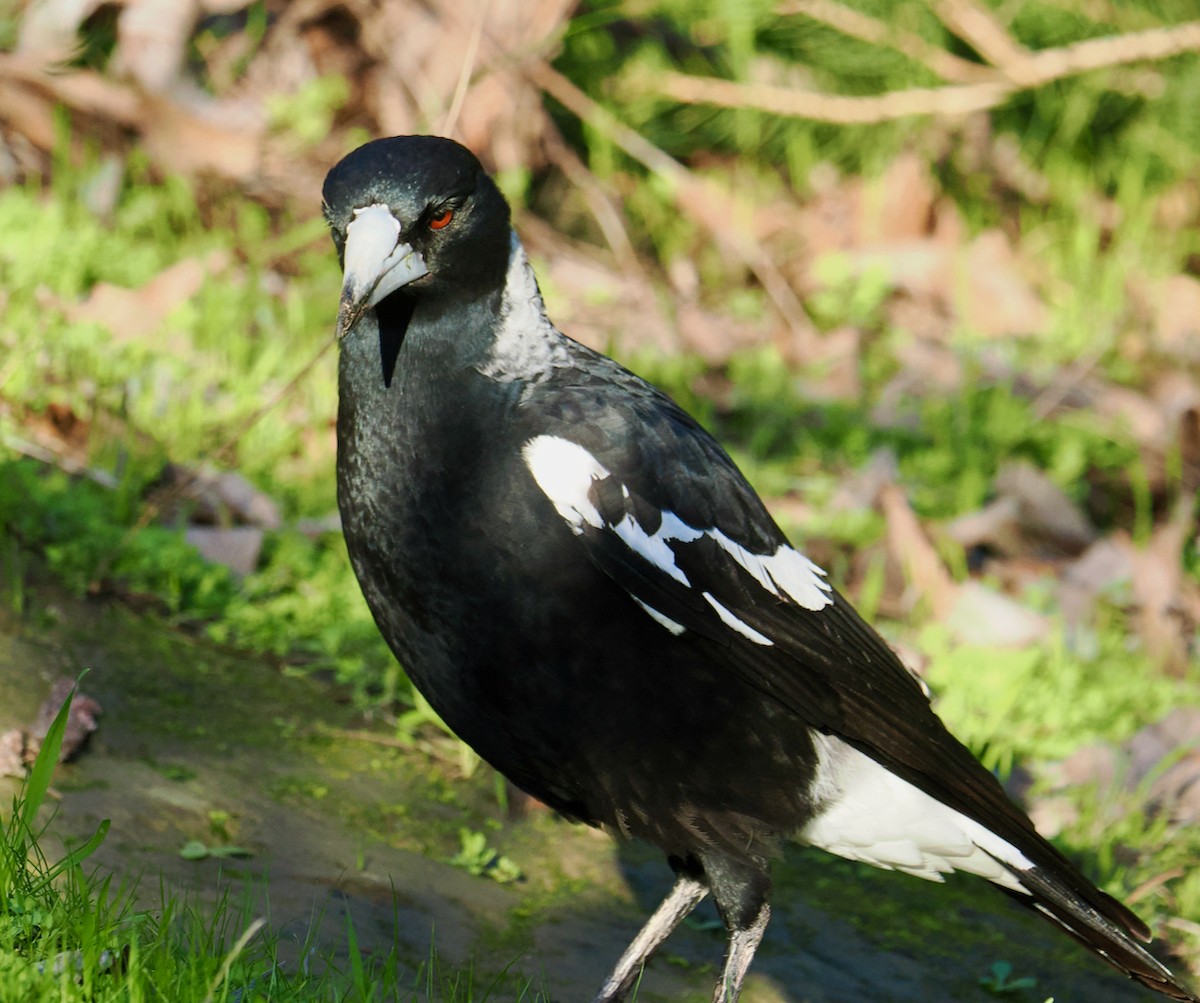 Australian Magpie (Western) - ML621796902