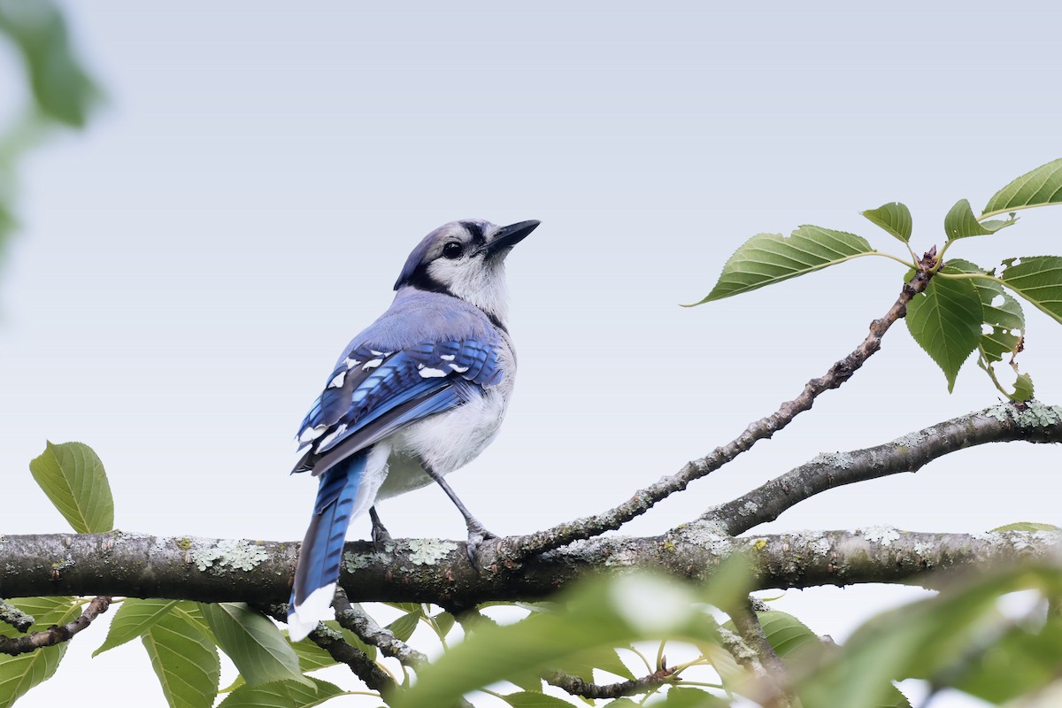 Blue Jay - ML621796940