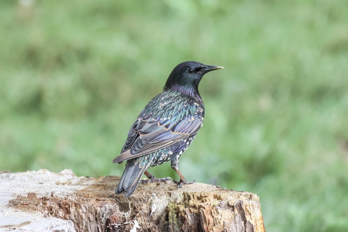 European Starling - ML621796942