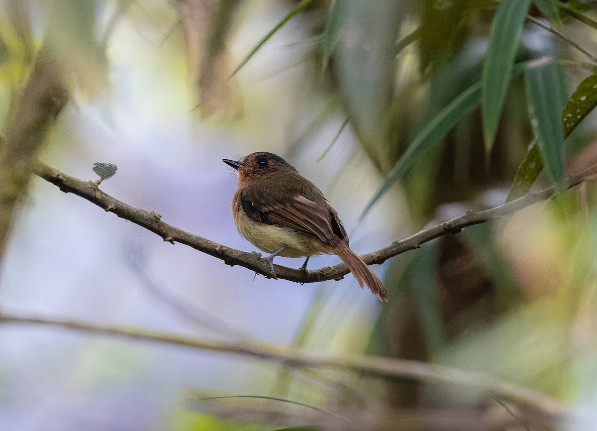 Rufous-breasted Flycatcher - ML621796963