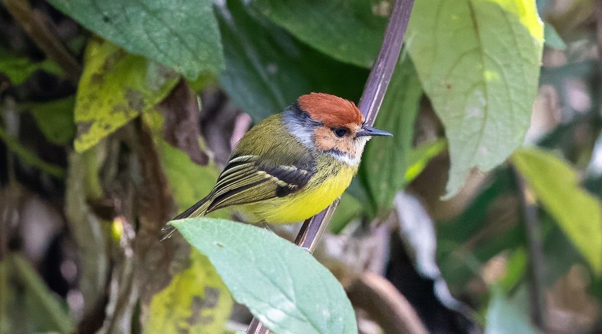 Rufous-crowned Tody-Flycatcher - ML621796971