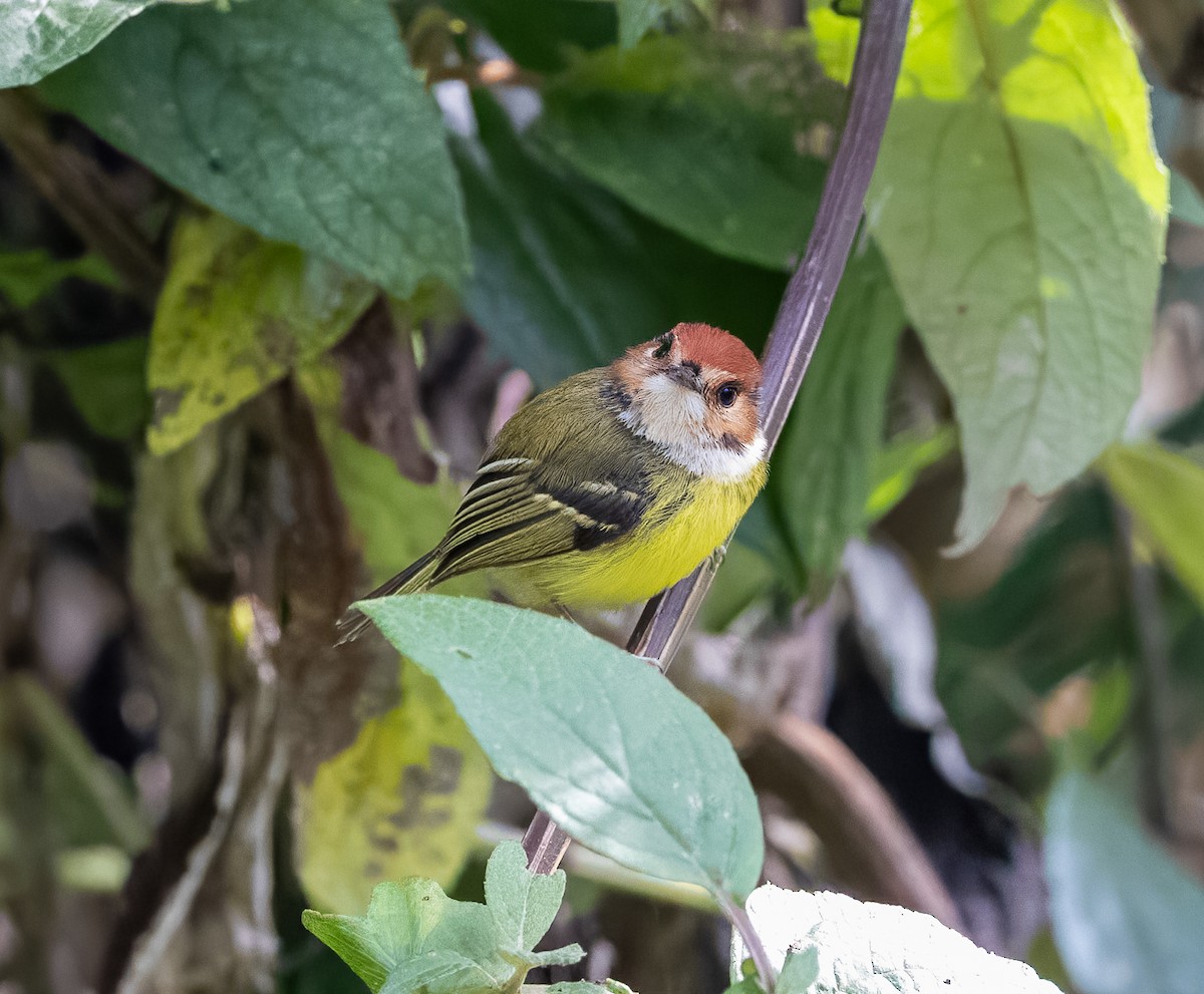 Rufous-crowned Tody-Flycatcher - ML621796972