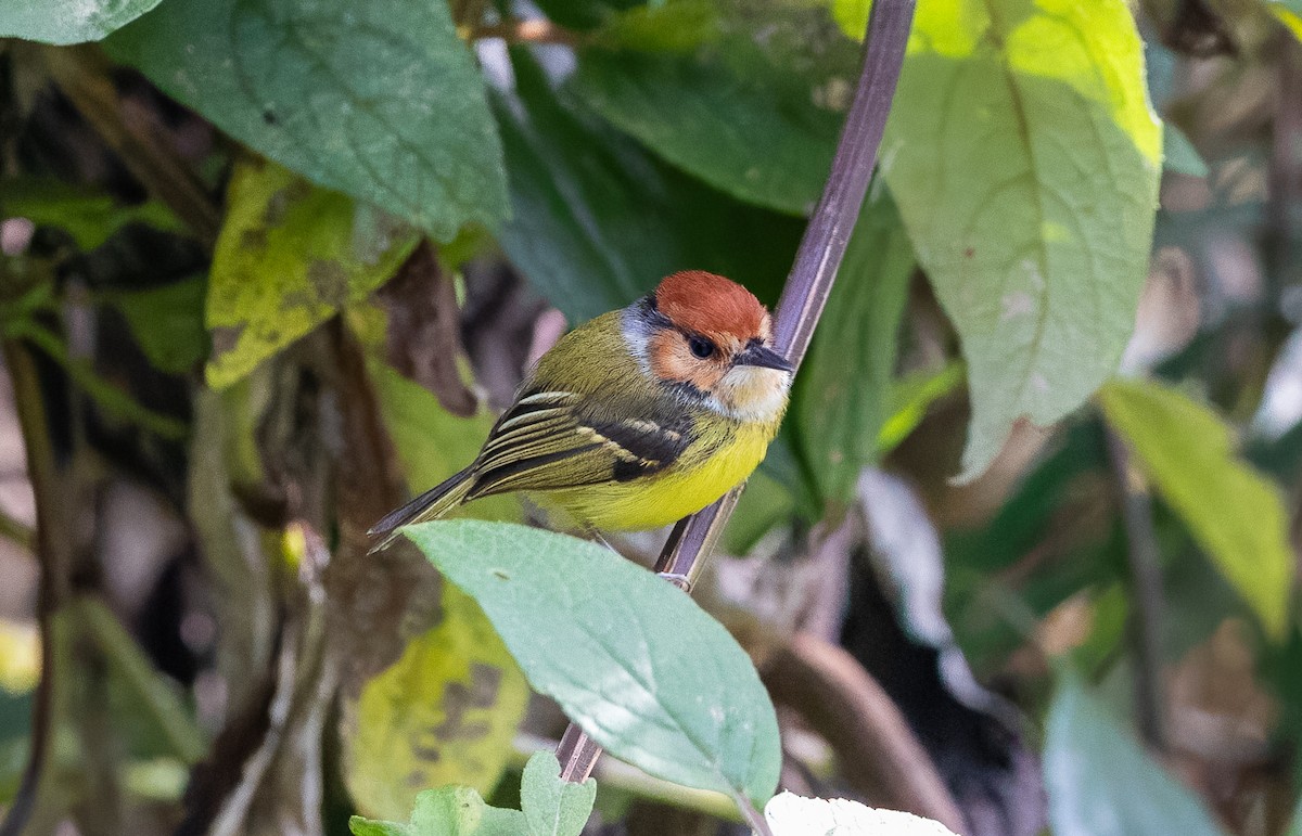 Rufous-crowned Tody-Flycatcher - ML621796973