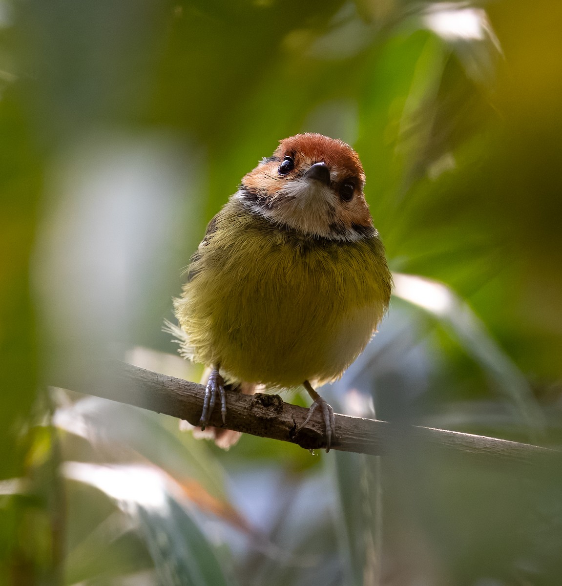 Rufous-crowned Tody-Flycatcher - ML621796974