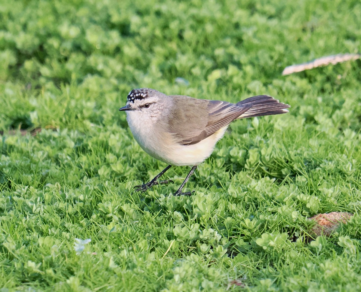 Yellow-rumped Thornbill - ML621796999