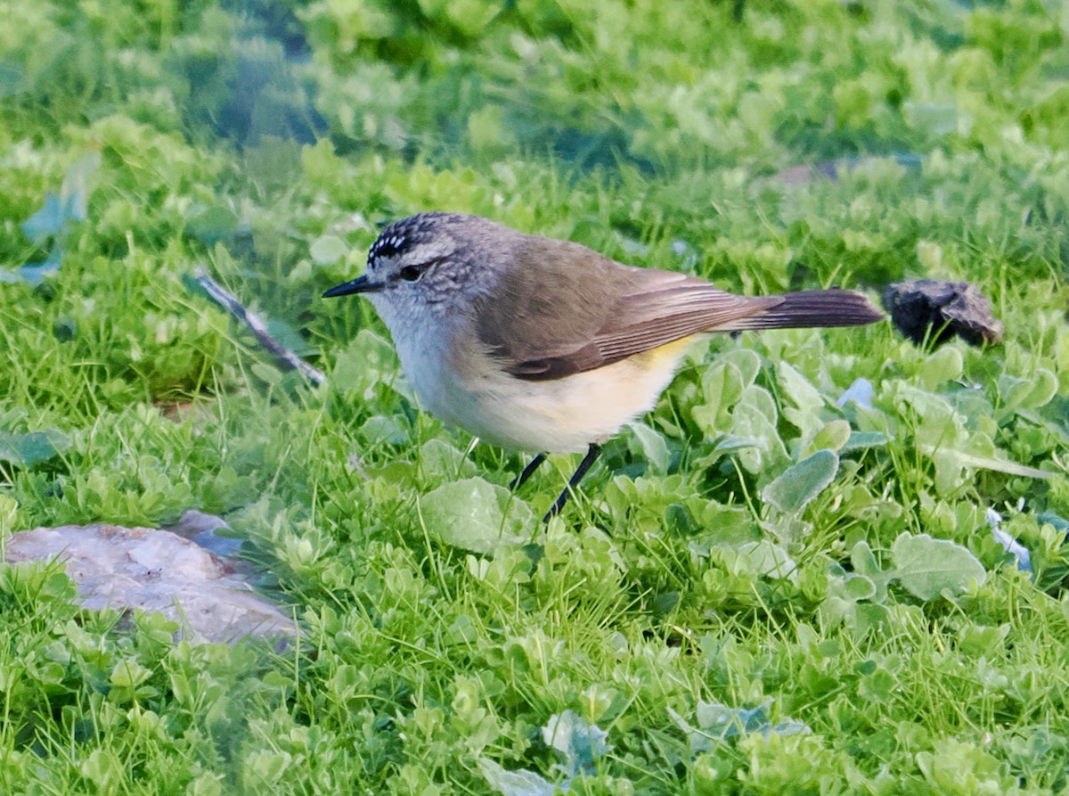 Yellow-rumped Thornbill - Ken Glasson