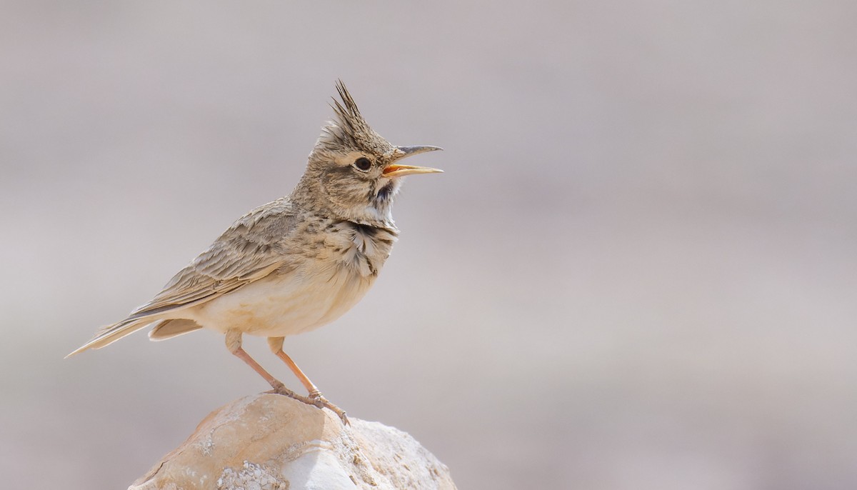 Crested Lark - ML621797015